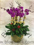 Orchid Phalaenopsis Gift Set - CODE 1135